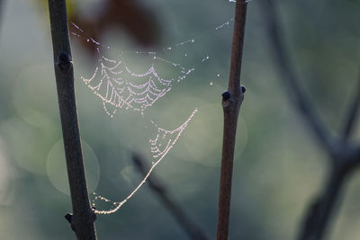 Close-up of wet spider web on plant