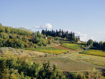 Scenic view of agricultural field against sky