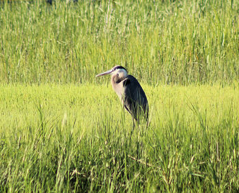 View of a bird on grass