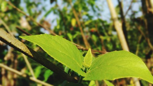 Close-up of green leaves