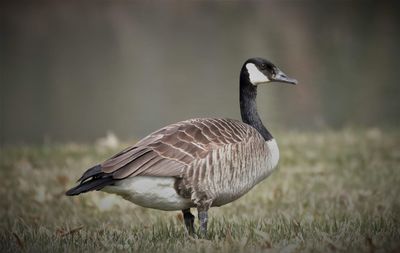 Side view of a canadian goose