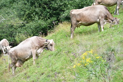 Horses in a field