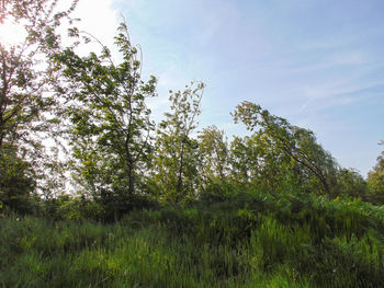 Trees on field against sky