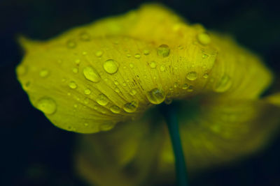 Close-up of water drops on leaf