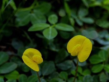 Close-up of yellow flower