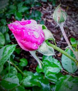 Close-up of pink rose