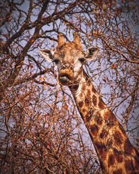 Low angle view of horse on tree