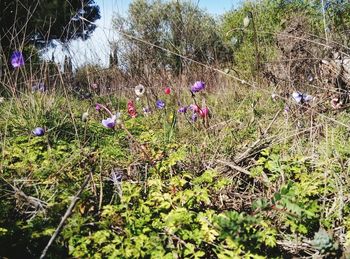 Close-up of purple flowers blooming in field