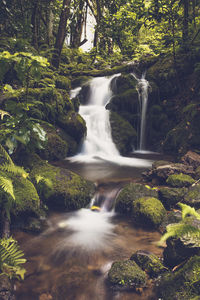 Scenic view of waterfall in forest