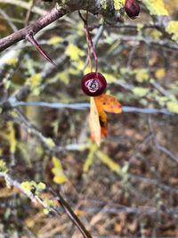 Close-up of dry leaves on branch