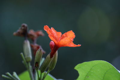 Close-up of red rose flower