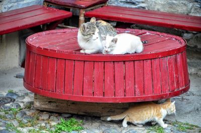 Cat sitting on red kitten