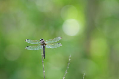 Close-up of insect on leaf