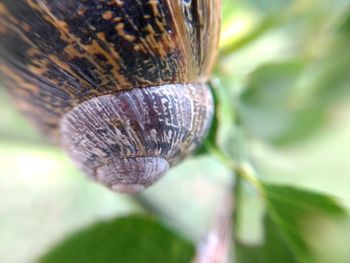 Close-up of snail on leaf