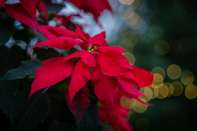 Close-up of red flowering plant