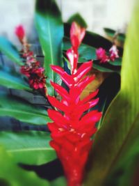 Close-up of red flowers