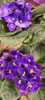 Close-up of purple flowering plants