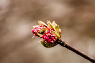 Close-up of flowering plant