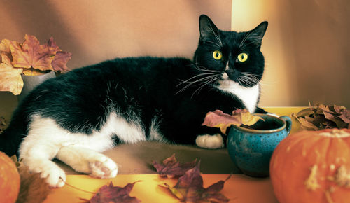 Black and white cat is lying on brown-orange autumn backdrop with dry maple leaves and pumpkins.