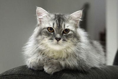 Close-up portrait of cat at home