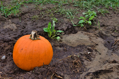 Pumpkins on field during autumn