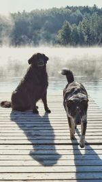 Dogs on pier