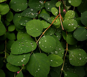 Raindrops and wishes 