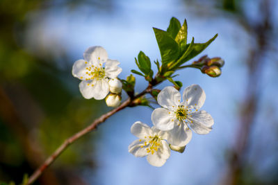 Close-up of cherry blossoms