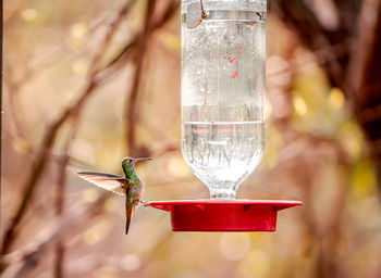 Close-up of bird feeder