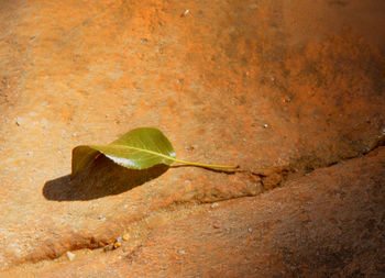 High angle view of dead plant