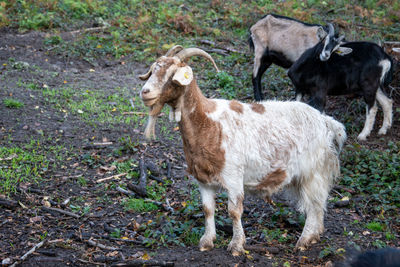 Goats in an enclosure on the ochsentour hiking trail near oerlinghausen in the senne nature reserve.