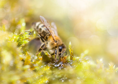 Close-up of bee pollinating on flower