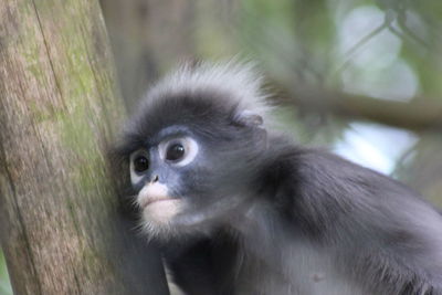 Close-up portrait of monkey