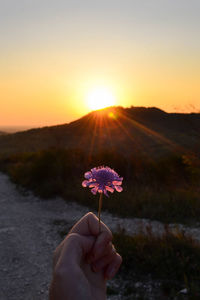 Cropped hand of woman holding flower against sky during sunset