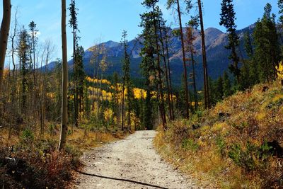 Footpath amidst trees in forest against sky