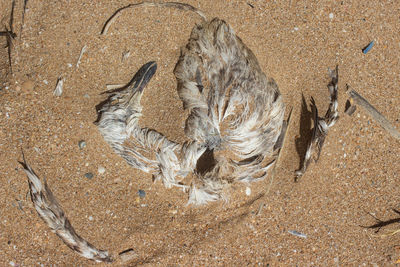 High angle view of bird on sand