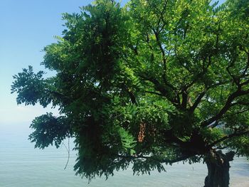 Trees growing in park