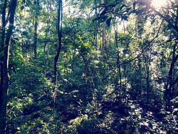 Trees in forest