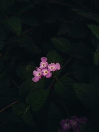 Close-up of pink flowering plant