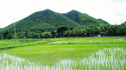 Scenic view of agricultural field against sky