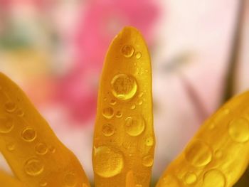 Close up of yellow flower