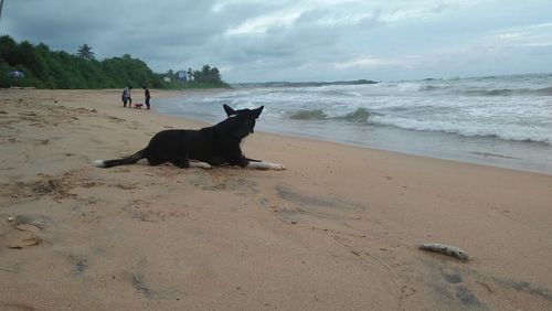 View of a dog on beach