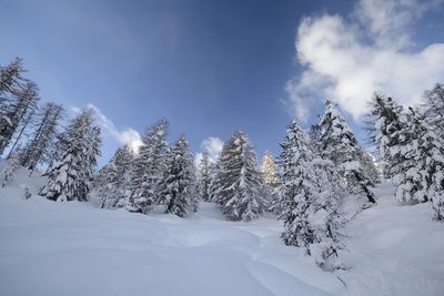 Snow covered plants by trees against sky