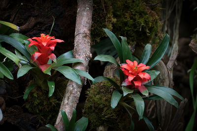 Close-up of plant