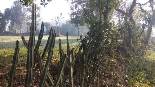 Plants growing on field against trees in forest