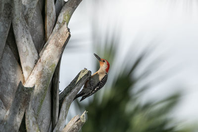 Close-up of bird perching on tree trunk