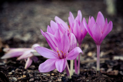 Close-up of pink crocus flowers on field
