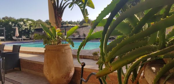Close-up of potted cactus plant against sky