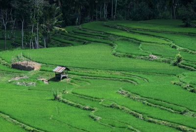 High angle view of agricultural field