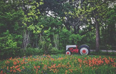 Flowers on field against trees